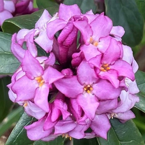 Daphne bholua mary rose - daphne,