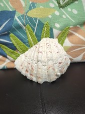 Natural Seashell Conch Bear