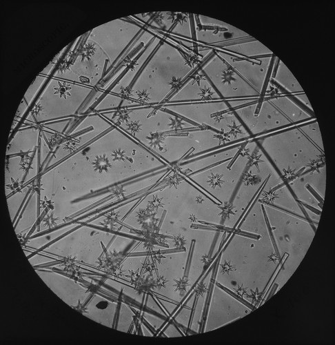 Microscope photo sponge - microscope,