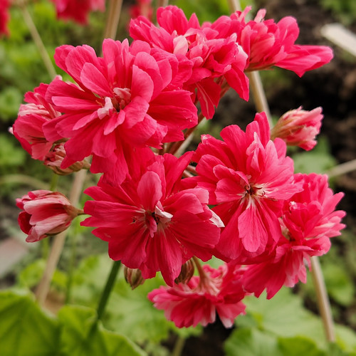 Diaz madrugada pelargonium - diaz,