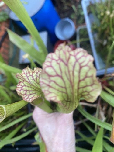 Sarracenia - ,