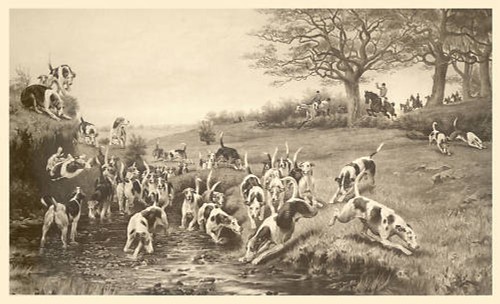 Foxhound fox hunting dog - fox,