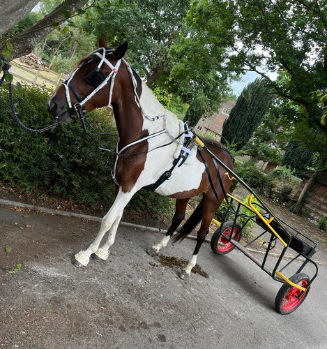 Two wheel horse - two-wheel,