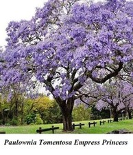 Seed Tree Paulownia Tomentosa Royal Empress Foxglove Princess Blue Canada Seeds