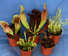 COLLECTION OF 5 CARNIVOROUS
