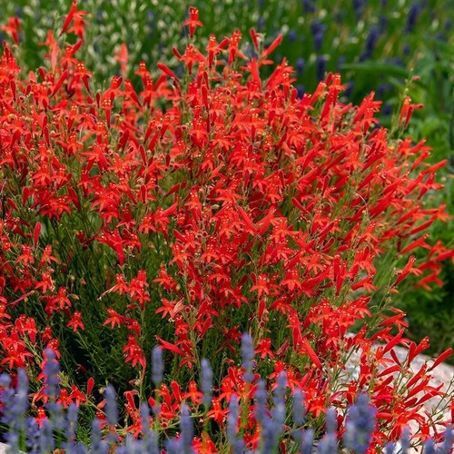 Penstemon pinifolius pineleaf - penstemon, pinifolius,