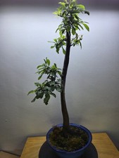  Blackthorn (Prunus spinosa)