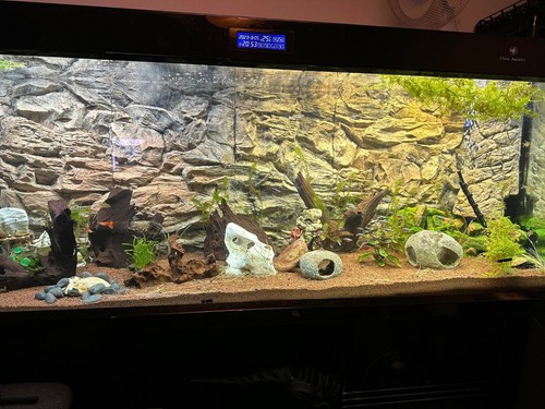 Aquarium background for - background,