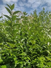 Organic Stick insect, silkmoth Caterpillar - fresh privet cuttings