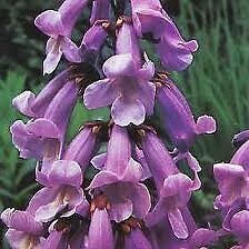 Foxglove tree paulownia - foxglove,