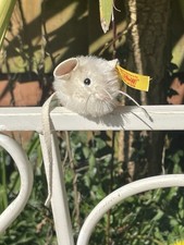 Steiff Teddy Bear Mouse  /