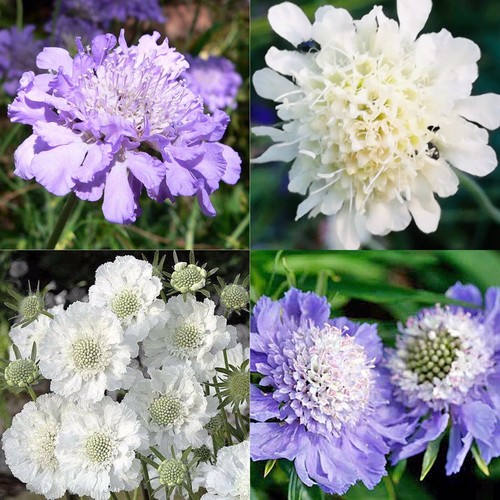 Scabiosa mixed perennial - 15,