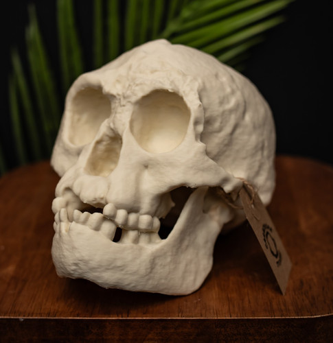 Hobbit skull replica homo - skull,