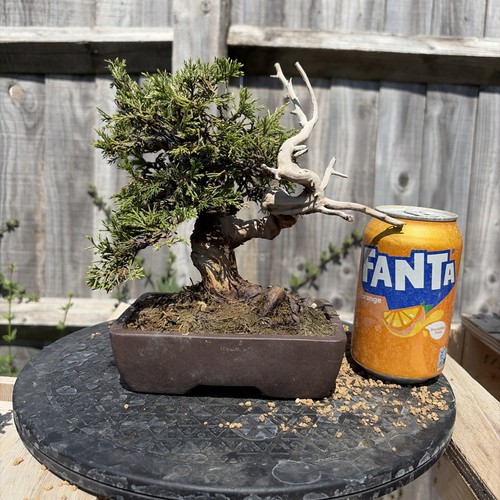 Itoigawa juniper bonsai - juniper,