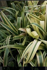 BROMELIAD Nutans Variegata