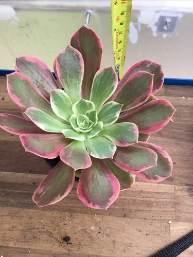 Aeonium pink fairy - aeonium,