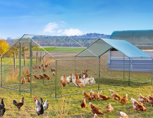 Large metal chicken - x,