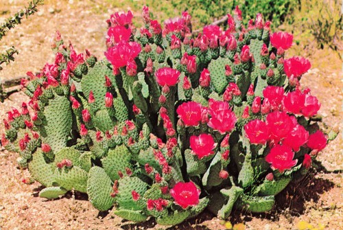 Beaver tail cactus - beaver, vintage