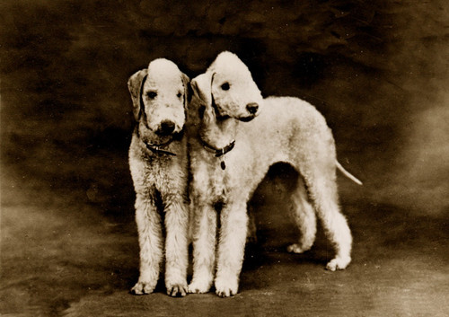 Bedlington terrier dog - terrier,