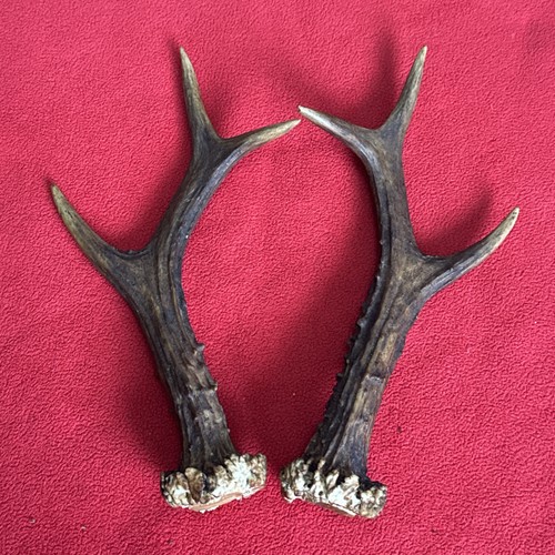 Pair roe deer antlers - pair,