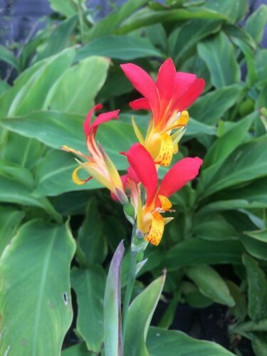 Canna patens plug plant - patens, x