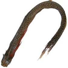 Golden Pheasant Complete Tail