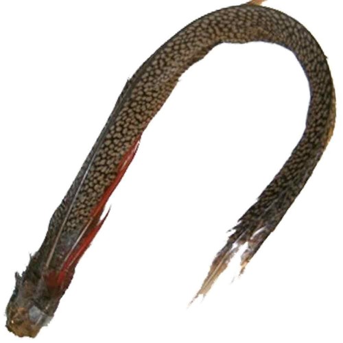 Golden pheasant complete tail - golden,