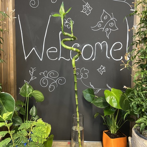 Lucky bamboo canes - 80, cm