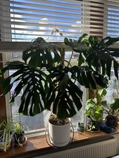 Large Monstera Swiss Cheese