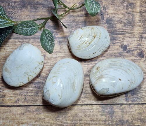 Fossilized closed clam shells - closed,