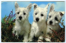 1970's Puppies Postcard - Three Cute Westie Highland Terrier Pups - Unposted