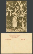 Ceylon Old Postcard Plucking Cocoa Beans Cacao Tree Ethnic Native Woman Barefoot