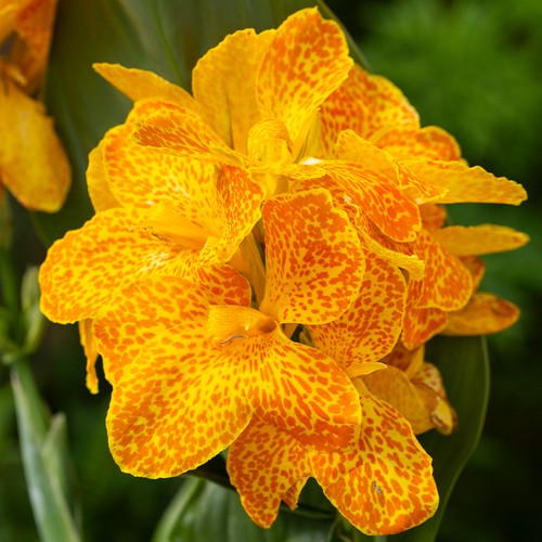 Canna cannova orchid flowered - canna,