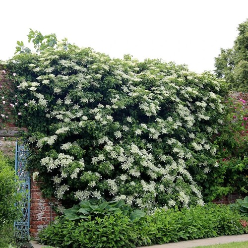 Hydrangea petiolaris - hydrangea, xl