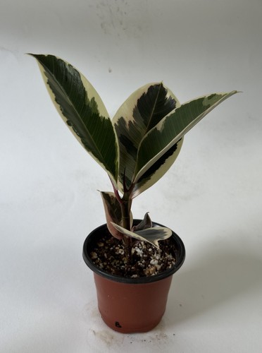 Ficus tineke potted - ficus,