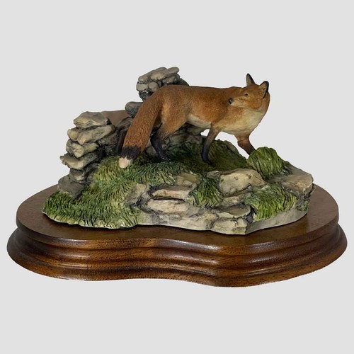 Fox looking back - looking,