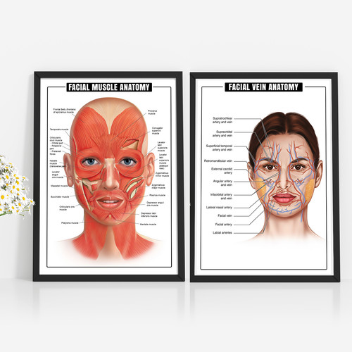 Face anatomy veins muscle - face,