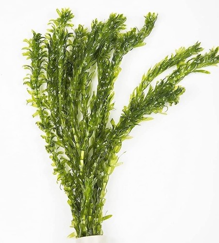 Elodea densa loose stems - densa,