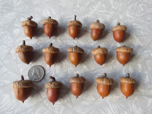 Lot jumbo red oak - jumbo, acorns