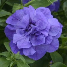 6 Scented Double Trailing