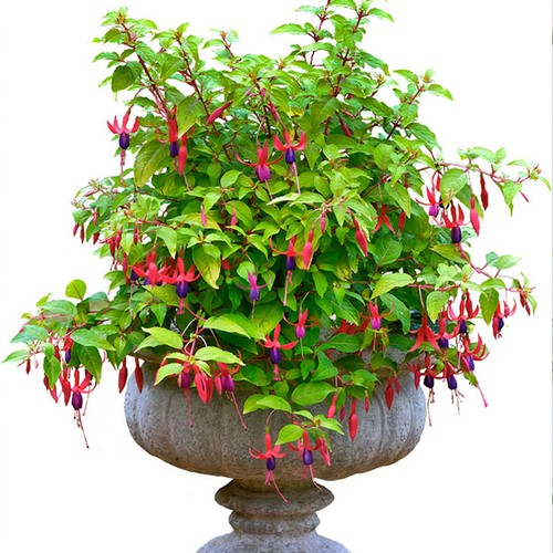 Fuchsia genii deciduous - 'genii',