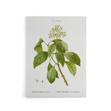 Climbing Hydrangea Flowers Redoute Vintage Canvas Wall Art Print