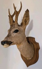 TAXIDERMY ROE DEER MOUNTED HEAD - Antlers Vintage Stag Decor Animal Ornament