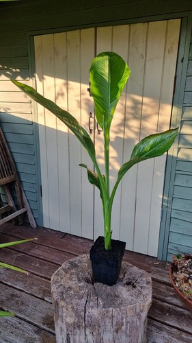 Ensete ventricosum hiniba - ensete,