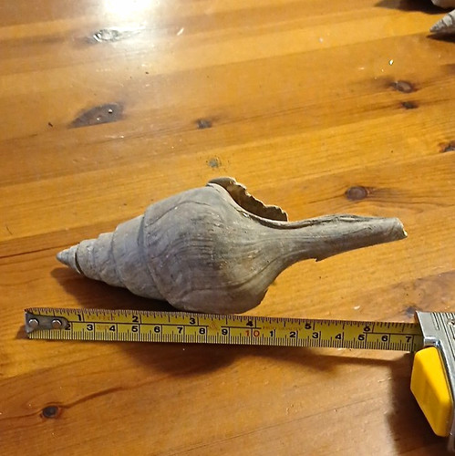 Natural unpolished conch - natural,