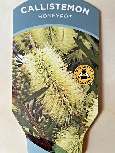 Callistemon honey pot in - ,