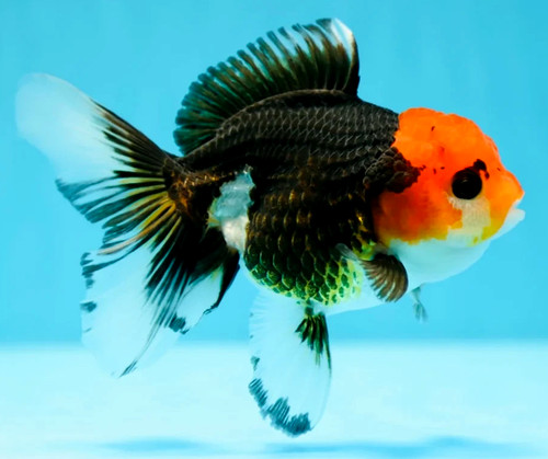 Fancy thai goldfish tri color - thai, tri-color