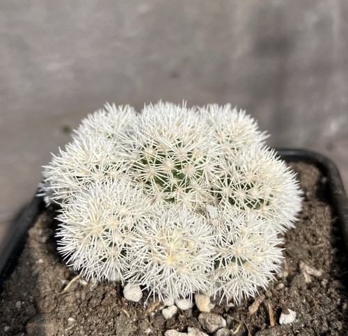 Mammillaria vetula gracilis - mammillaria,