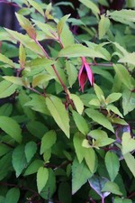 Hardy Shrub Fuchsia Magellanica Aurea 9cm Pot Outdoor grown Ready for immediate