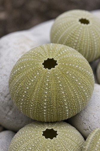 Green sea urchin pack 3 - sea,